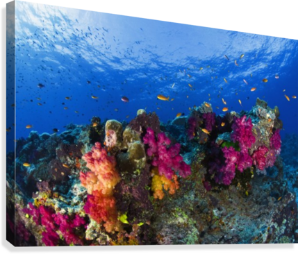 Soft Corals On Shallow Reef, Fiji Canvas Print - Posterazzi Soft Corals On Shallow Reef Fiji Posterprint (429x366), Png Download