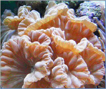 Coral (756x395), Png Download