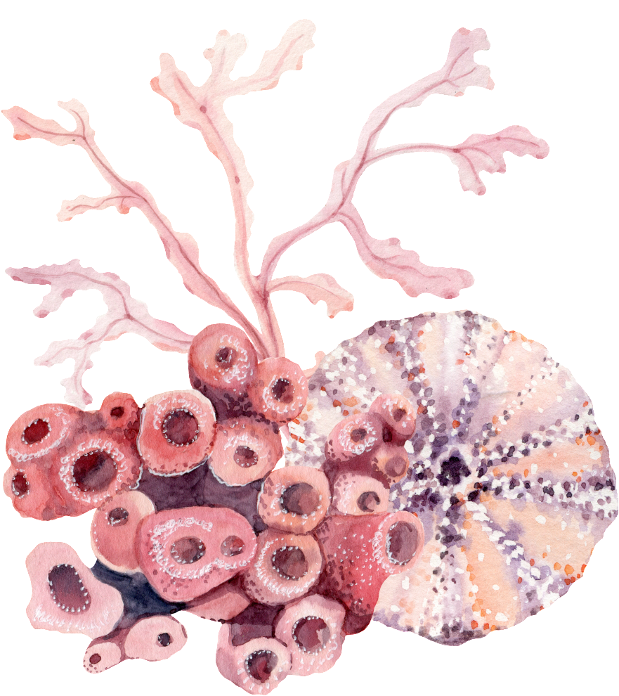 Hand Painted Exotic Coral Png Transparent (1024x1156), Png Download