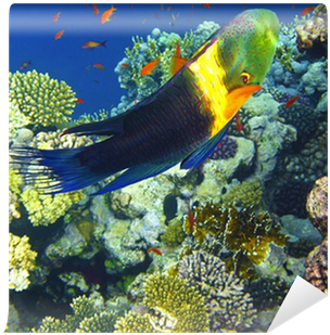 Coral Reef (400x400), Png Download