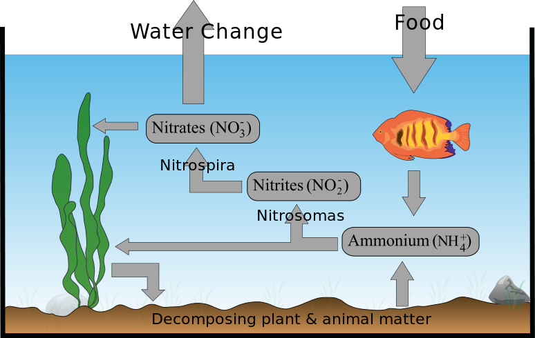 Cycles Of Matter - Aquatic Nitrogen Cycle Diagram (774x490), Png Download