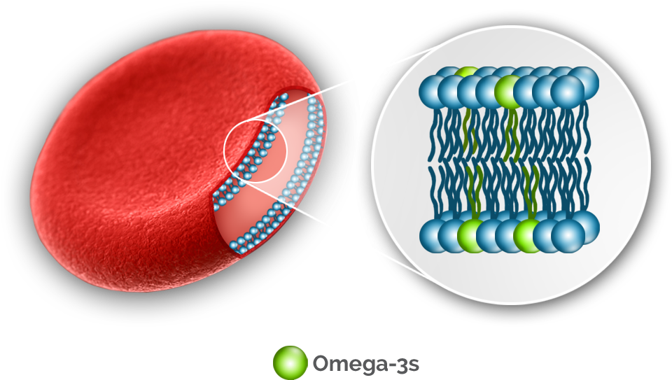 The Omega-3 Index Has Been Linked To Improved - Omega 3 Red Blood Cells (1000x826), Png Download
