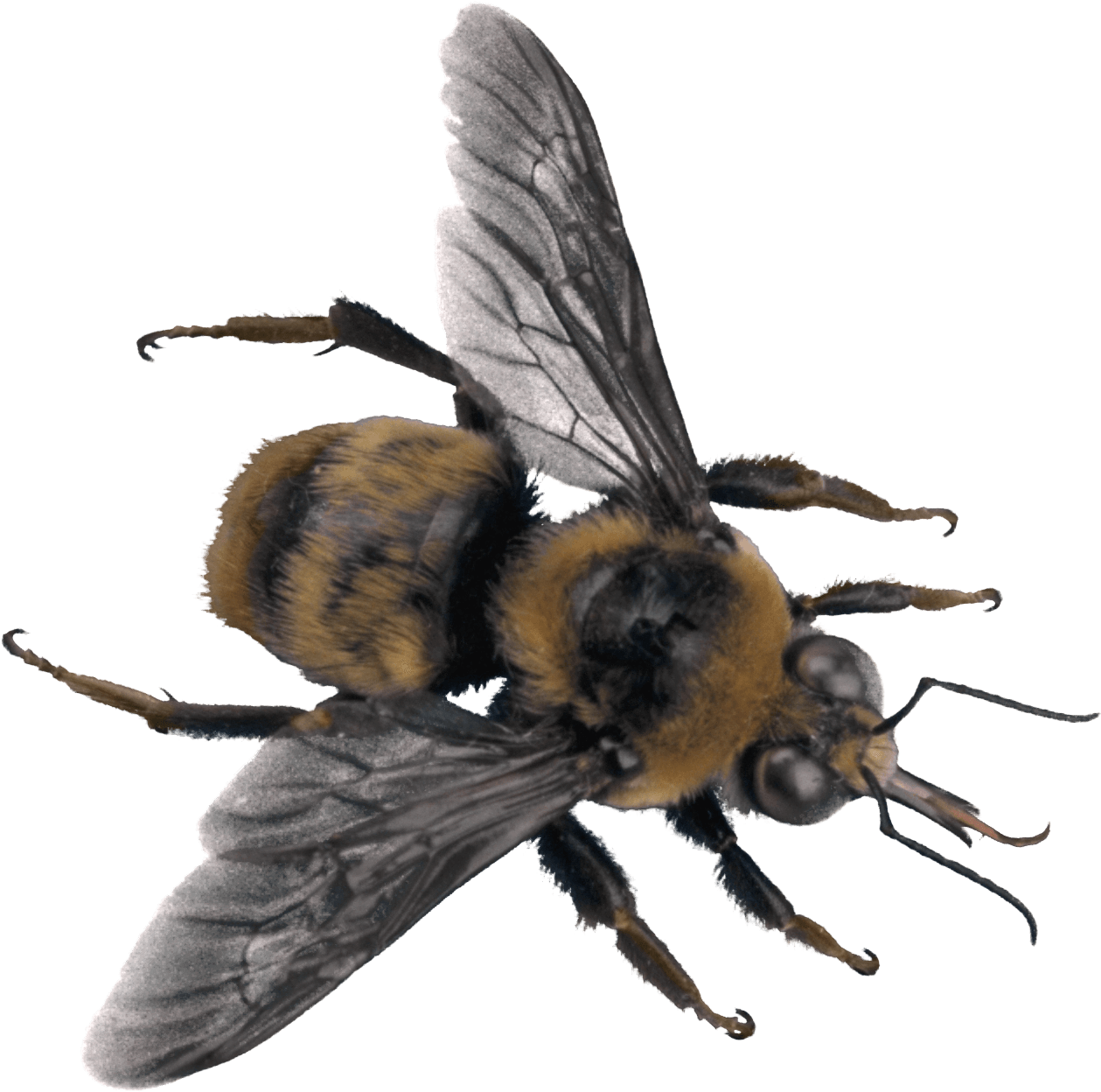 Bee Top - Bee On Transparent Background (1258x1291), Png Download