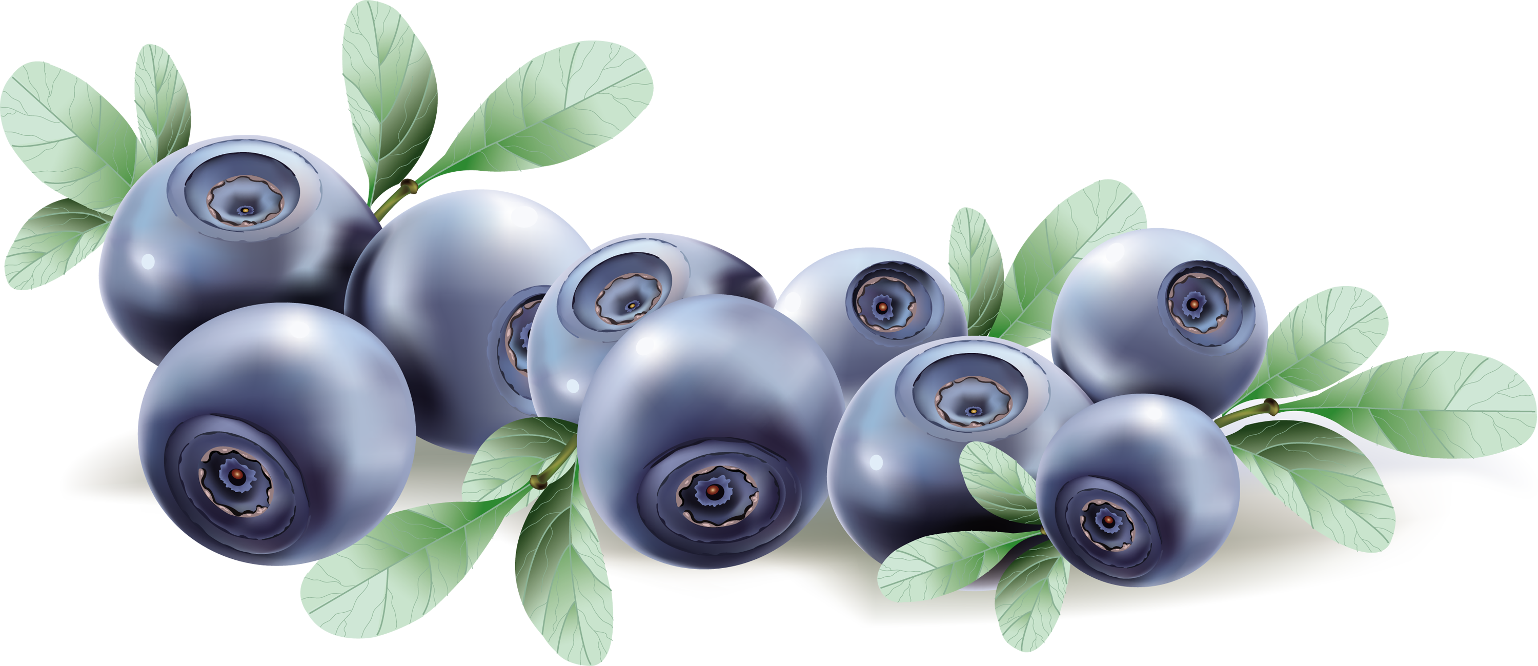Go To Image - Blueberry Vector (3000x1299), Png Download