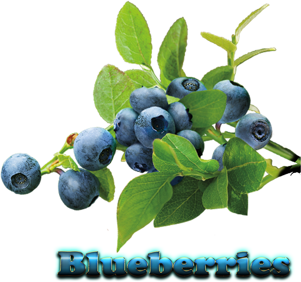 Blueberry Plant Png (1433x1200), Png Download