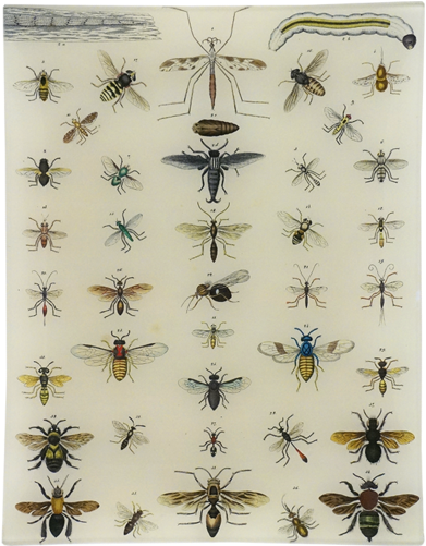 Bees, Wasps - Cavallini Natural History Insects (500x500), Png Download