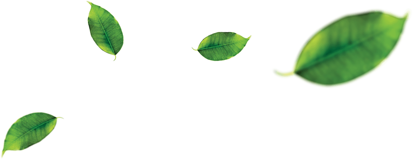 Peela - Orange Fruit Leaf (1486x645), Png Download