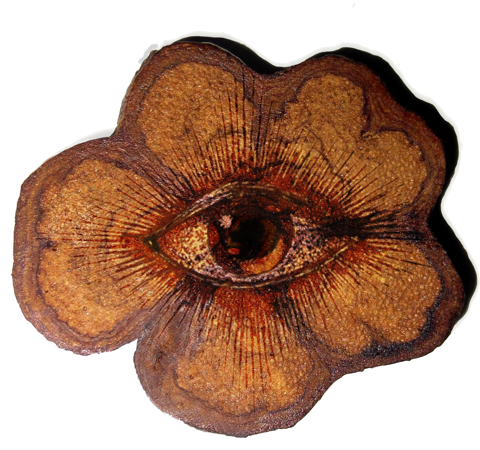 Psychedelic Drug Ayahuasca Improves Hard To Treat Depression - Ayahuasca Vine (1818x1508), Png Download