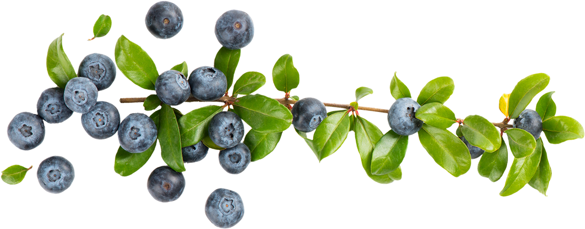 Blueberries - Bucket Of Blueberries Transparent (1200x476), Png Download