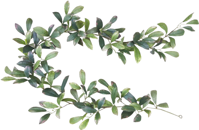 Download Leaf Bay Garland Tree Leaf Laurel Png Png Image With No Background Pngkey Com