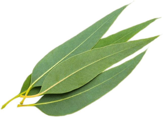 Eucalyptus Leaves - Eucalyptus Leaf (800x532), Png Download