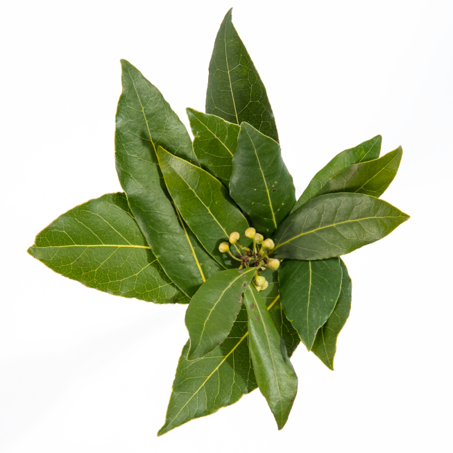 Laurel - Bay Laurel (653x653), Png Download