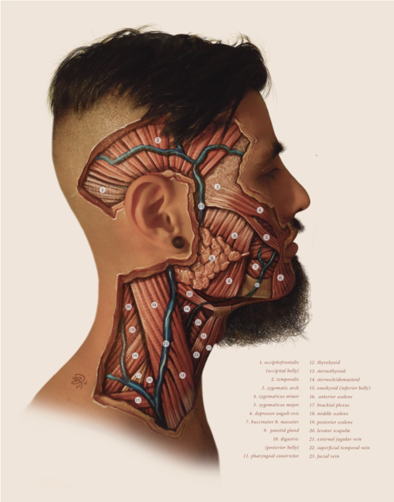 "facial Dissection" / © 2016 / Photograph Of Body Painting - Paint Anatomy Skin (1000x1000), Png Download