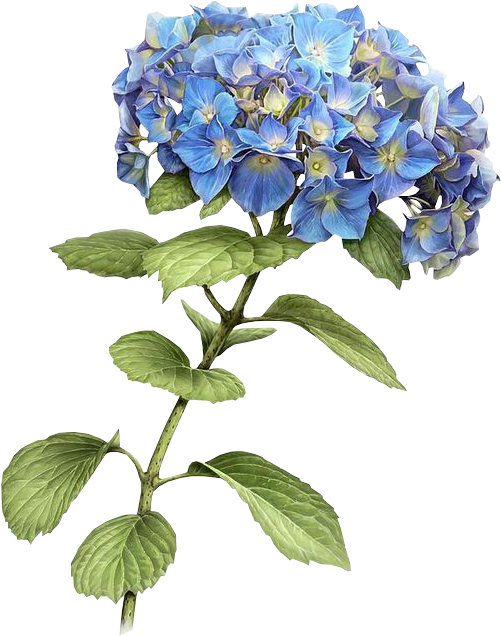 Report Abuse - Blue Hydrangea Drawing (564x752), Png Download