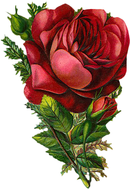 Free Vintage Rose Graphic It's Free Graphic Friday - Vintage Red Flowers Png (500x691), Png Download