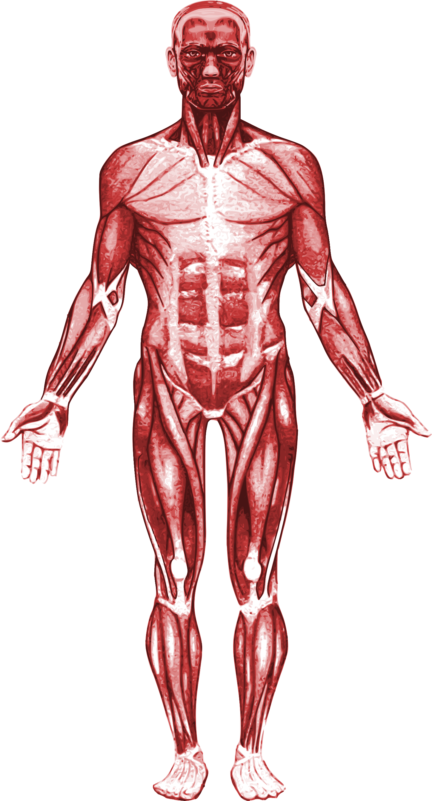 Open - Pectoralis Major (2000x2800), Png Download