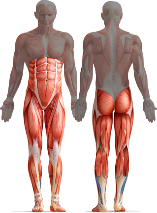 Core Muscles Diagram - Study Guide To Human Anatomy And Physiology 1 (319x433), Png Download