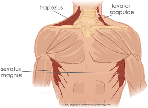 Shoulder Muscle 2 - Diagram (504x360), Png Download