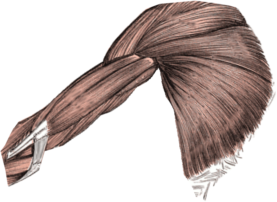 Muscles For Girl Template - Wikimedia Commons (1000x780), Png Download