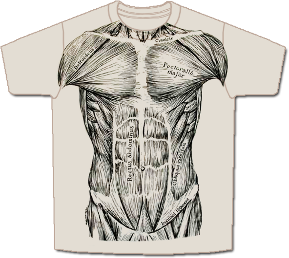 Musc Front Short (600x540), Png Download