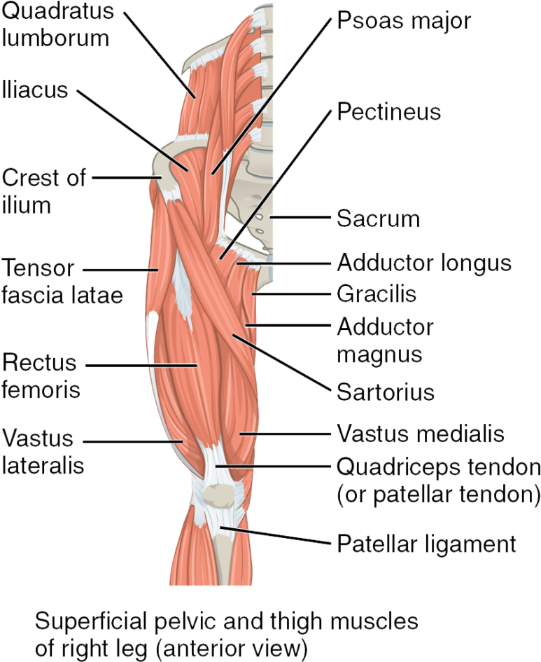 The Superficial Muscles Of The Thigh - Mouse Pelvic Limb Muscle (855x1024), Png Download