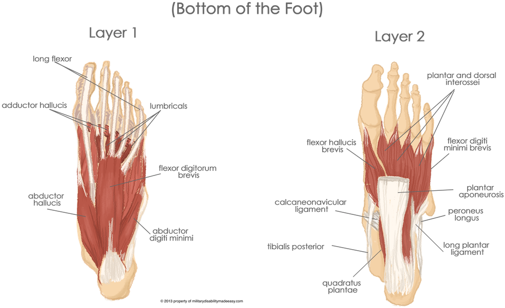The Muscles Of The Sole Of The Foot 2 - Muscle Of A Foot (1000x614), Png Download