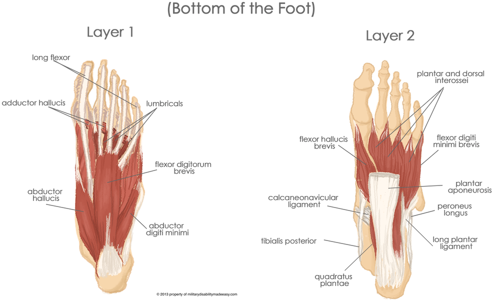 Feet muscles. Мышцы стопы анатомия. Аддуктор большого пальца стопы. Flexor digiti Minimi Brevis.