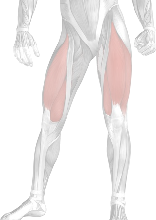 Muscles-quadriceps - Illustration (352x449), Png Download
