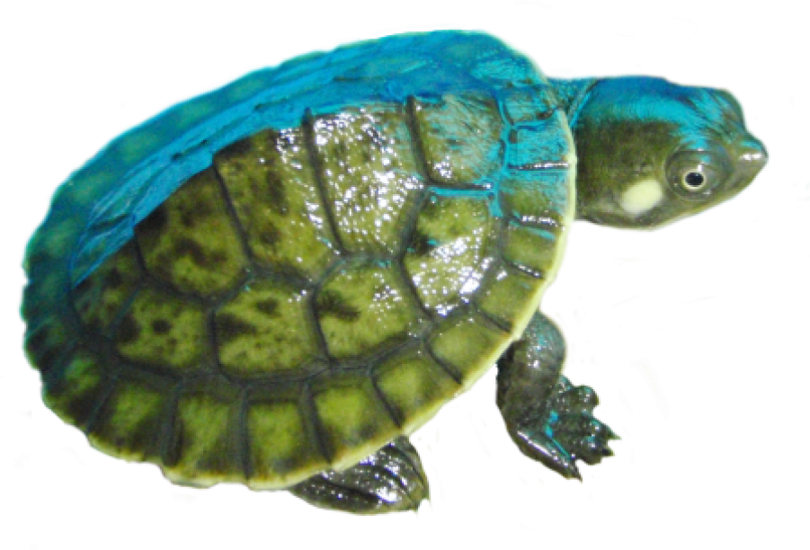 Image Black And White Download Turtles For Sale In - Kreffts River Turtle (900x900), Png Download