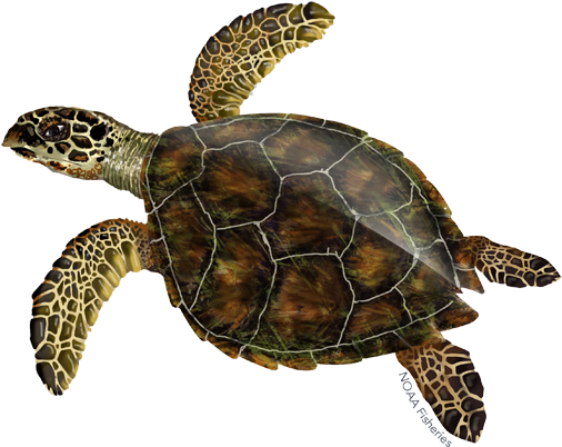 Hawksbill Sea Turtle Illustration - Hawksbill Sea Turtle (640x427), Png Download