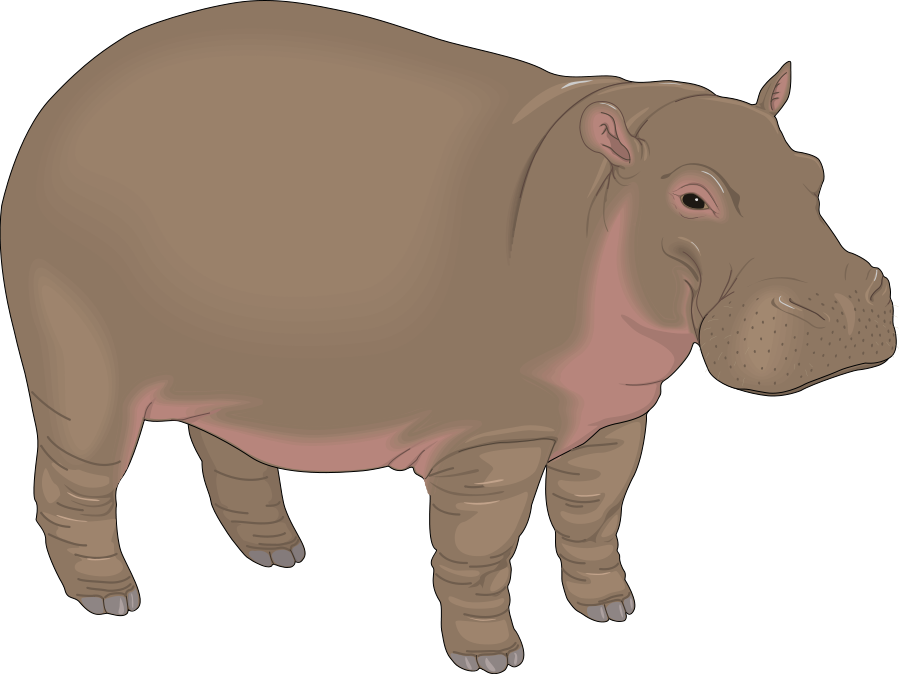 Hippopotamus Clipart (900x674), Png Download