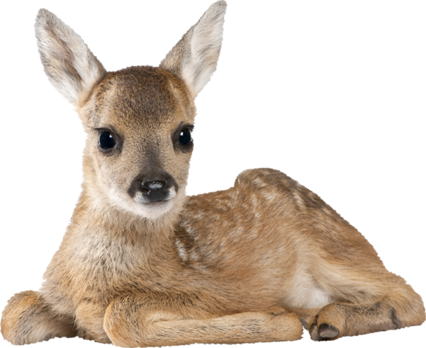 124 Best Animals Png Images On Pinterest In 2018 - Fawn Animated Gif (601x491), Png Download