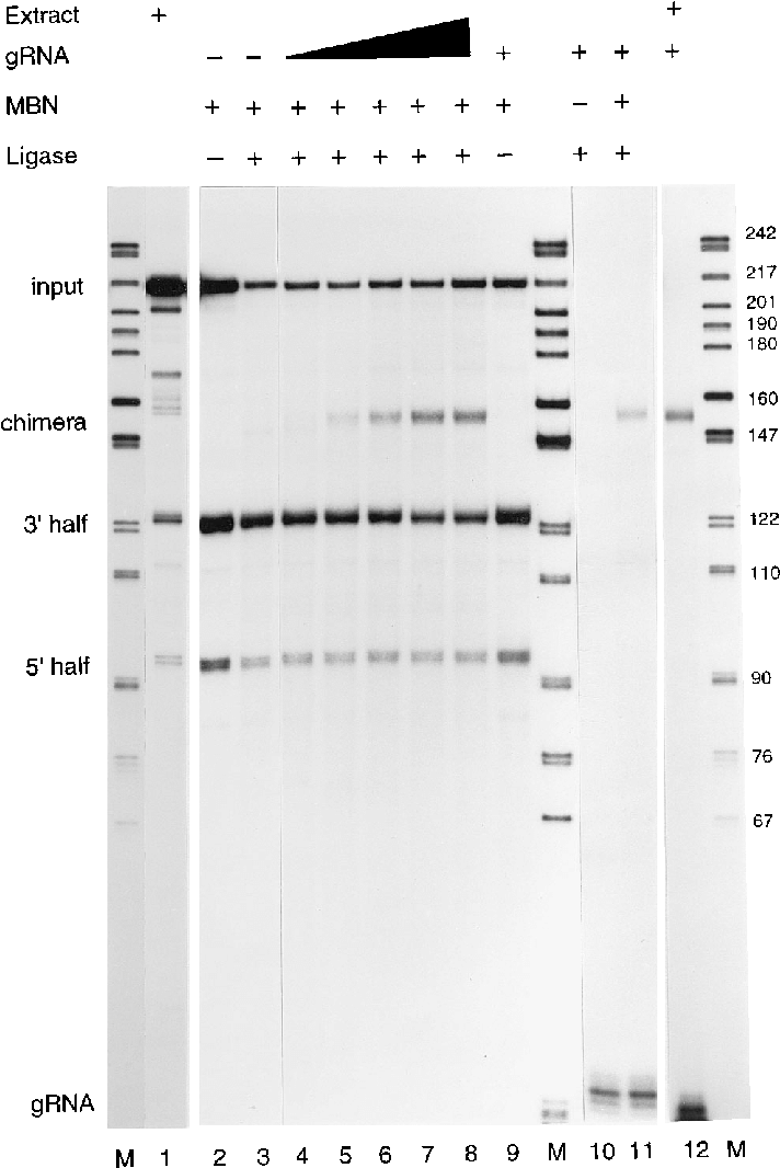 Mbn And T4 Rna Ligase Generate A Specific Cyb Grna-mrna - Architecture (718x1072), Png Download