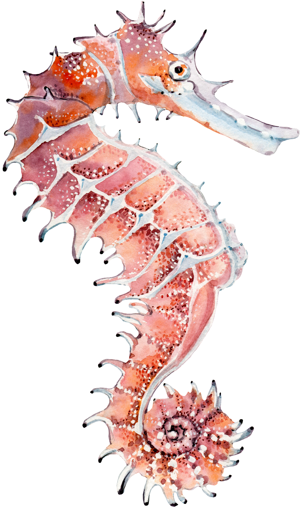 Hand Painted A Seahorse Png Transparent - Seepferdchen Aquarell (1024x1734), Png Download