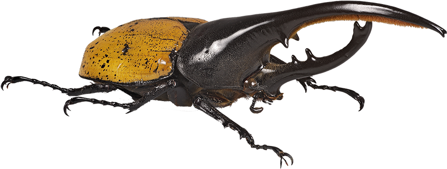 Beetle Transparent Hercules Clipart Library - Impressive Insects (960x631), Png Download