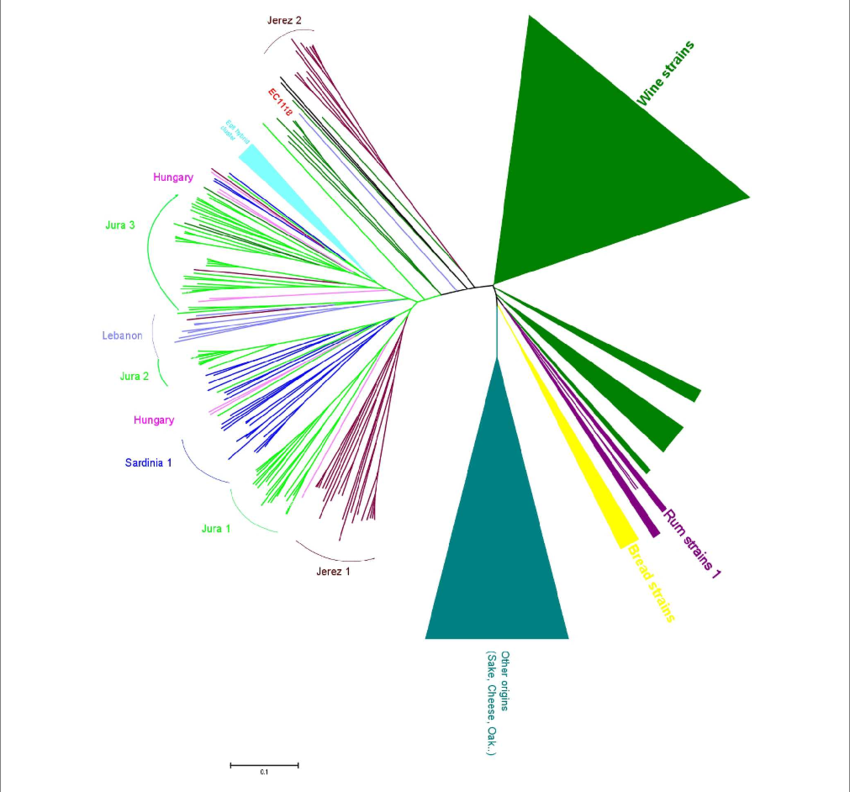 Genomic Diversity Of Flor Strains - Neighbor Joining (850x792), Png Download