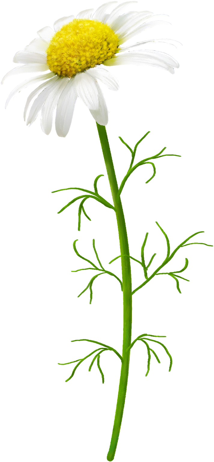 Flower (810x1600), Png Download