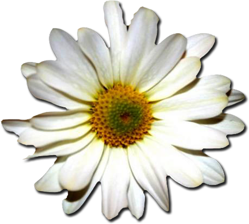 Margaritas Png - Portable Network Graphics (1500x1500), Png Download