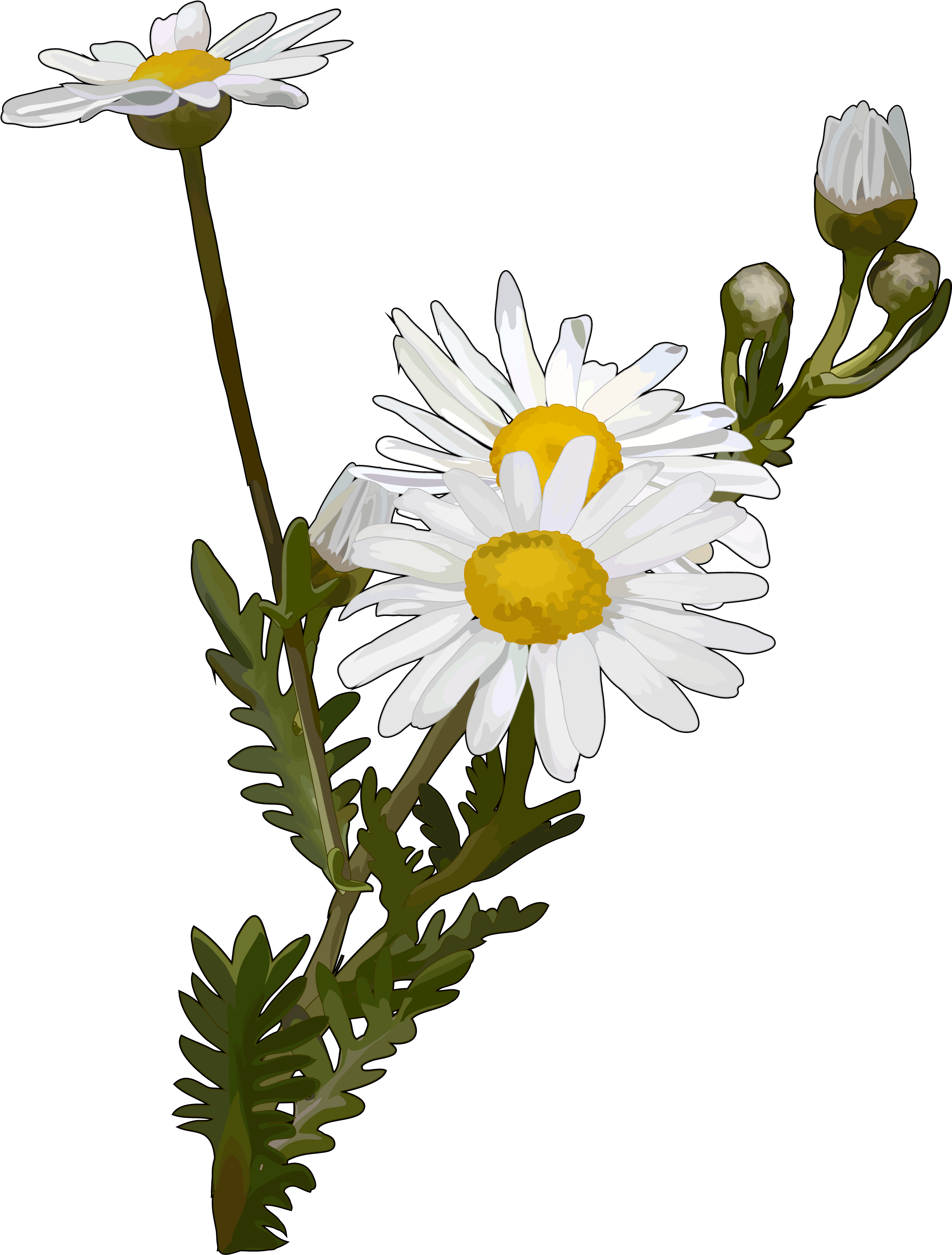 Del Teide Canariwiki Argyranthemum - Reproduccion De Las Margaritas (2480x3508), Png Download