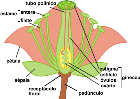 Flor - Illustration (460x331), Png Download