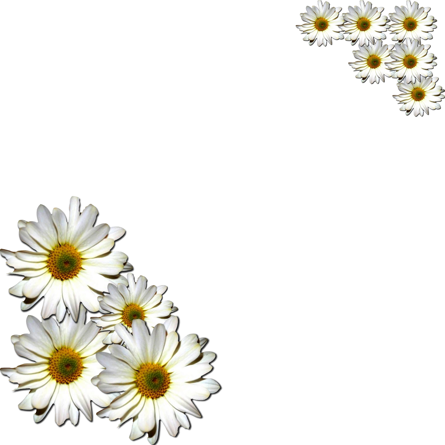Margaritas Png - Margaritas Flowers Png (1500x1500), Png Download