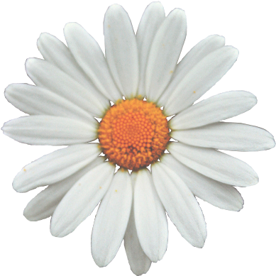 Google Search Daisies, Google Search, Wallpaper, Instagram, - Daisy Transparent (500x750), Png Download