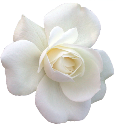 Rosa Blanca Vector Png (376x400), Png Download