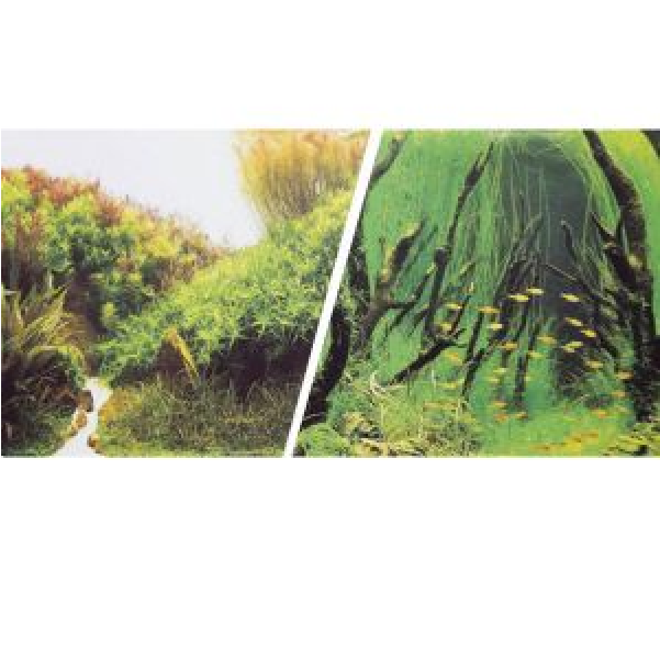 Untitled-800x600 - Garpet Aquarium Rückwandfolie 200 Cm X 30 40 50 Cm (800x600), Png Download