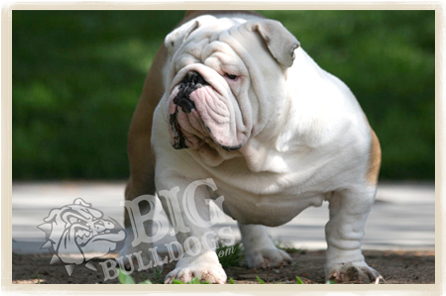 Todd Howard Bigbulldogs - Bulldog (458x309), Png Download