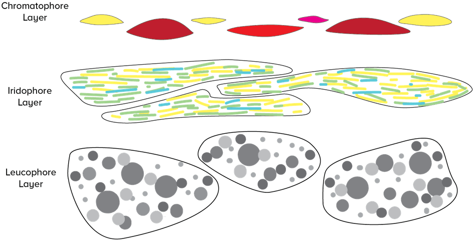 Illustrated By Ariel Zych - Skin (1000x567), Png Download