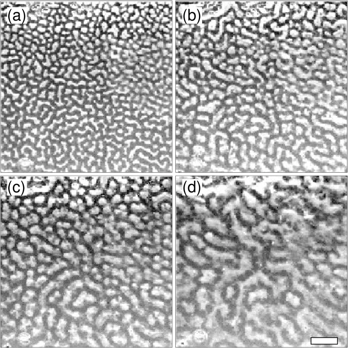 Double-roll Labyrinths, Honeycombs And More - Rayleigh–bénard Convection (677x677), Png Download