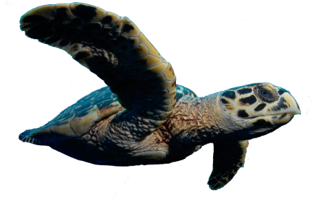 Vincent To Outlaw Killing Of Sea Turtles - Philippine Turtle Png (480x319), Png Download