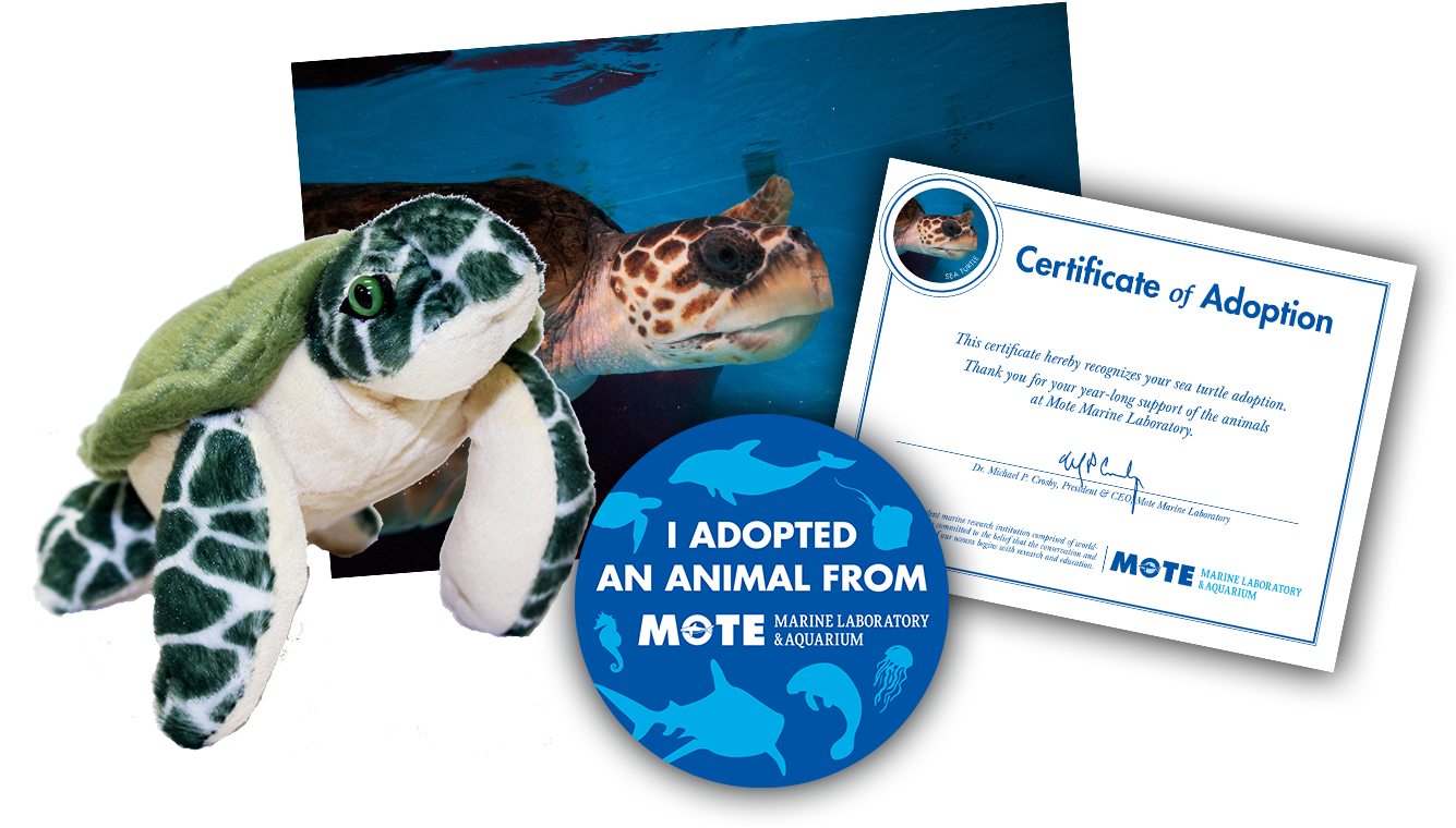Items Included In Buddy Package - Green Sea Turtle (1350x900), Png Download