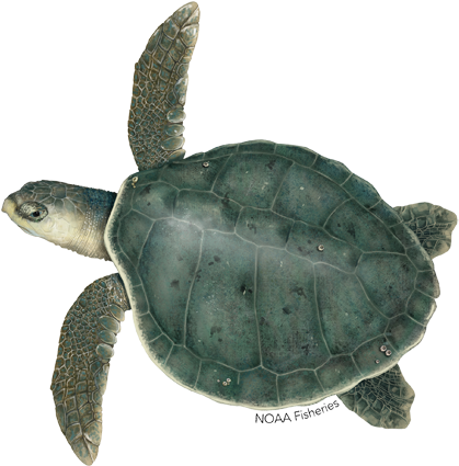 Kemp's Ridley Turtle - Kemp's Ridley Sea Turtle (640x427), Png Download